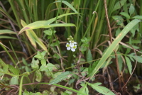 Plant Illustration Details