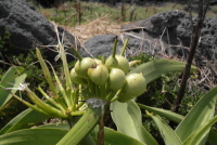 Plant Illustration Details