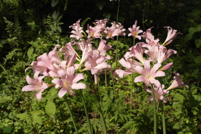 Lycoris squamigera Maxim.