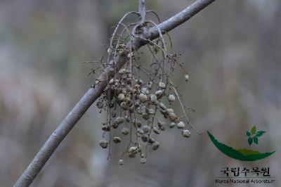 산검양옻나무 10번째 사진 : 산검양옻나무의 열매 이미지 입니다.