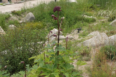 Angelica gigas Nakai