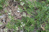 Plant Illustration Details