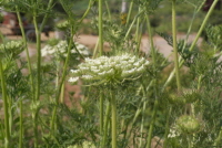 Plant Illustration Details