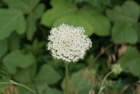 Plant Illustration Details