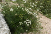 Plant Illustration Details