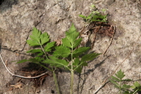 Plant Illustration Details