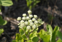 Plant Illustration Details