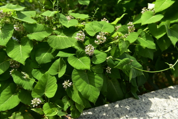 Plant Illustration Details