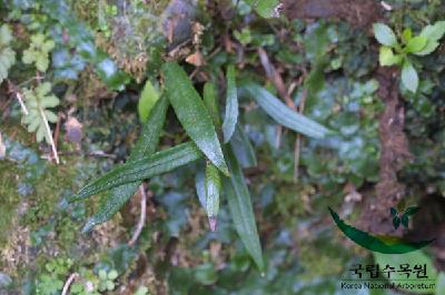 Plant Illustration Details