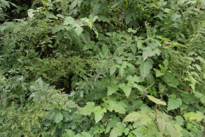 Artemisia japonica Thunb.