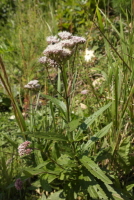 Plant Illustration Details