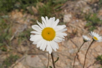 Plant Illustration Details