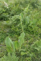 Plant Illustration Details