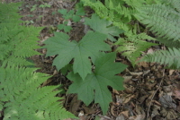 Plant Illustration Details