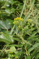 Plant Illustration Details