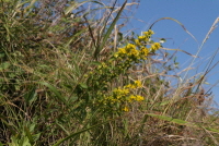 Plant Illustration Details