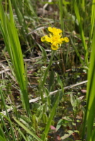 Plant Illustration Details