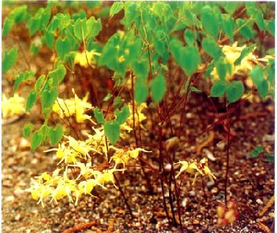 삼지구엽초 이미지