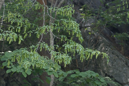 서어나무(Carpinus laxiflora (Siebold & Zucc.) Blume)