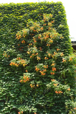 Campsis grandiflora (Thunb.) K.Schum.