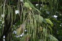 Plant Illustration Details