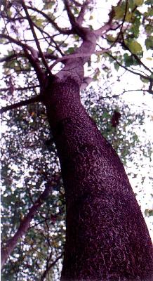 오동나무 이미지