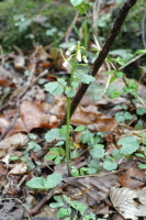 Plant Illustration Details