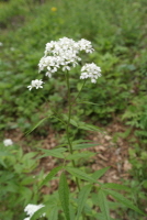 Plant Illustration Details