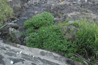 Plant Illustration Details