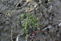 Plant Illustration Details