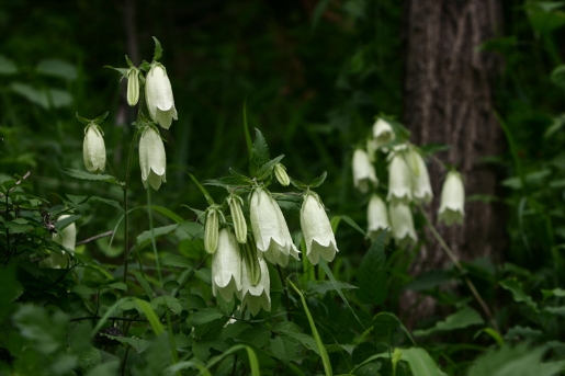 Campanula punctata Lam.