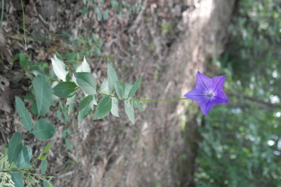 Platycodon grandiflorus (Jacq.) A.DC.