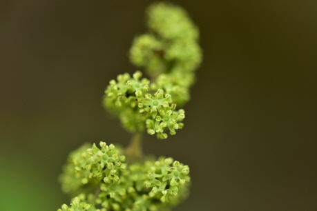 Plant Illustration Details