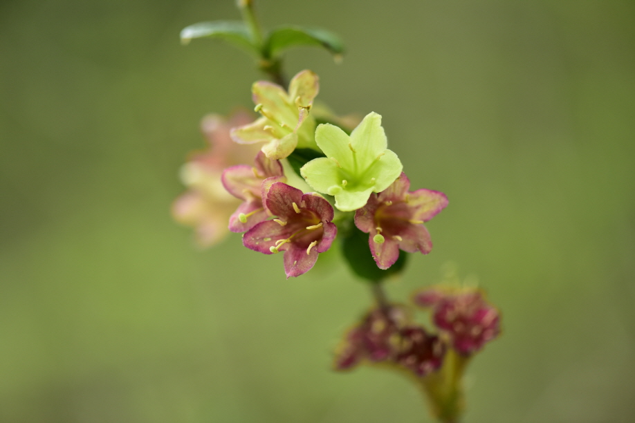 Weigela subsessilis (Nakai) L.H.Bailey