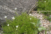 Plant Illustration Details