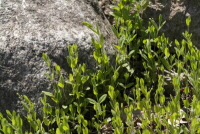 Plant Illustration Details