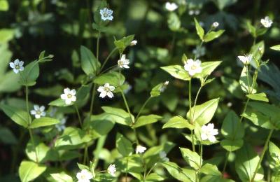 Plant Illustration Details