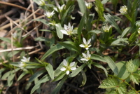 Plant Illustration Details