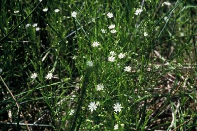 Plant Illustration Details