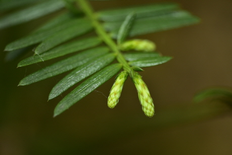 Plant Illustration Details