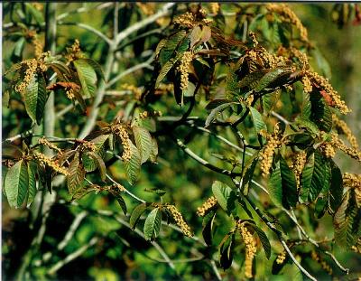 Plant Illustration Details