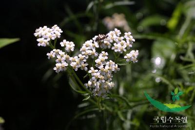  톱풀의 꽃 이미지 입니다. 