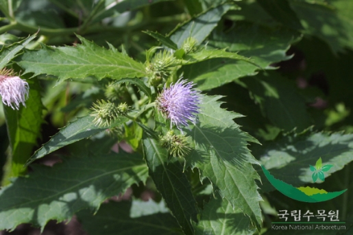 Cirsium nipponicum (Maxim.) Makino