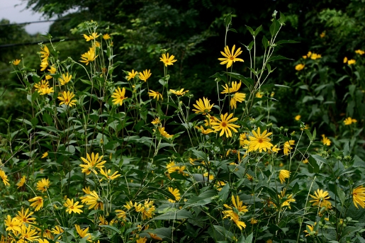 Helianthus tuberosus L.