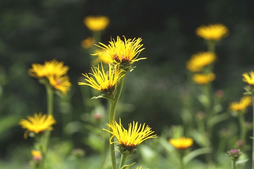 Inula helenium L.