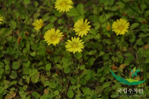 Ixeris stolonifera A.Gray