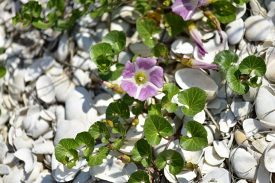 Plant Illustration Details