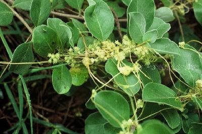 Plant Illustration Details