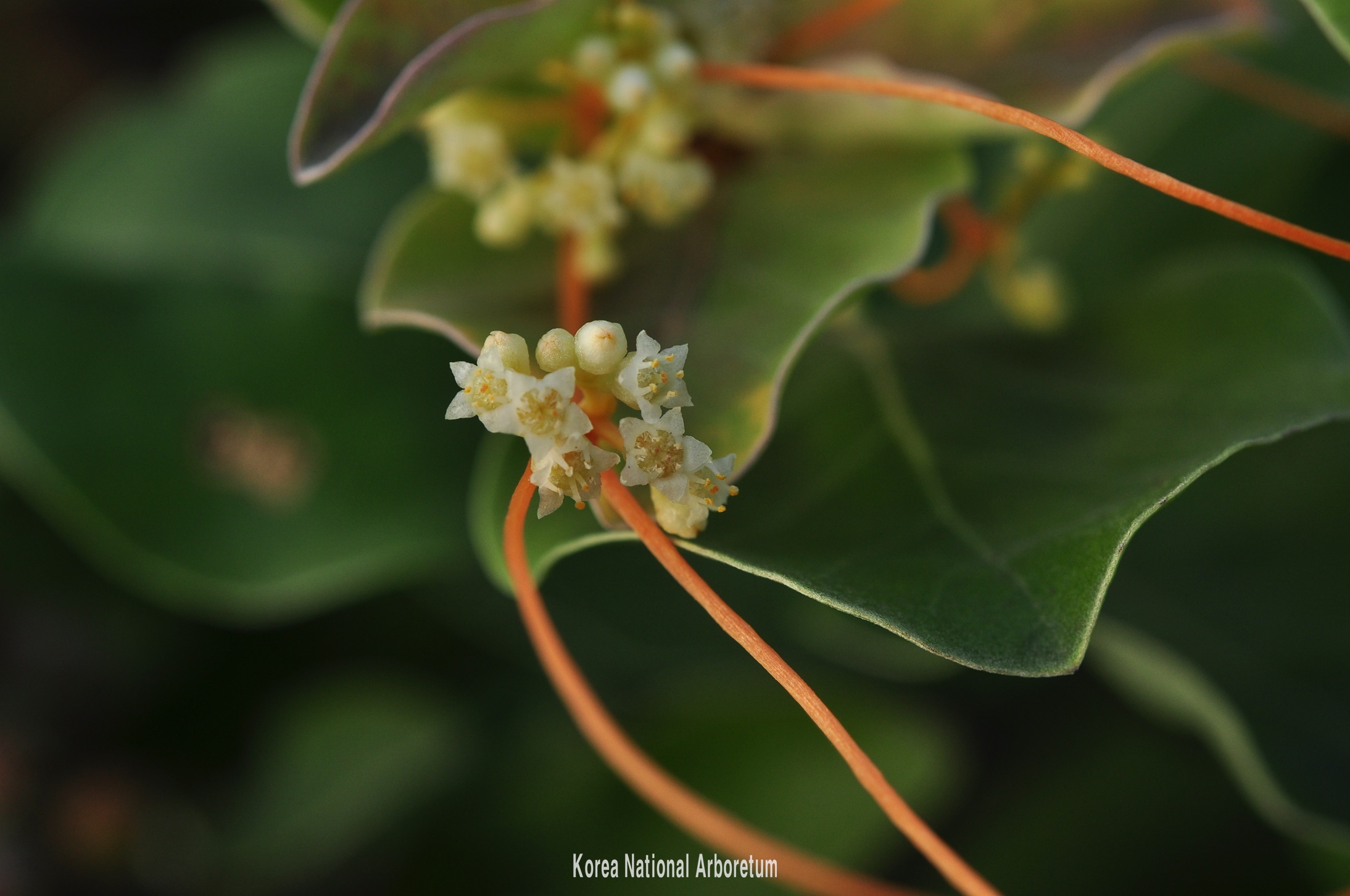 Plant Illustration Details