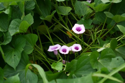 고구마 6번째 사진 : 고구마의 이미지 입니다.